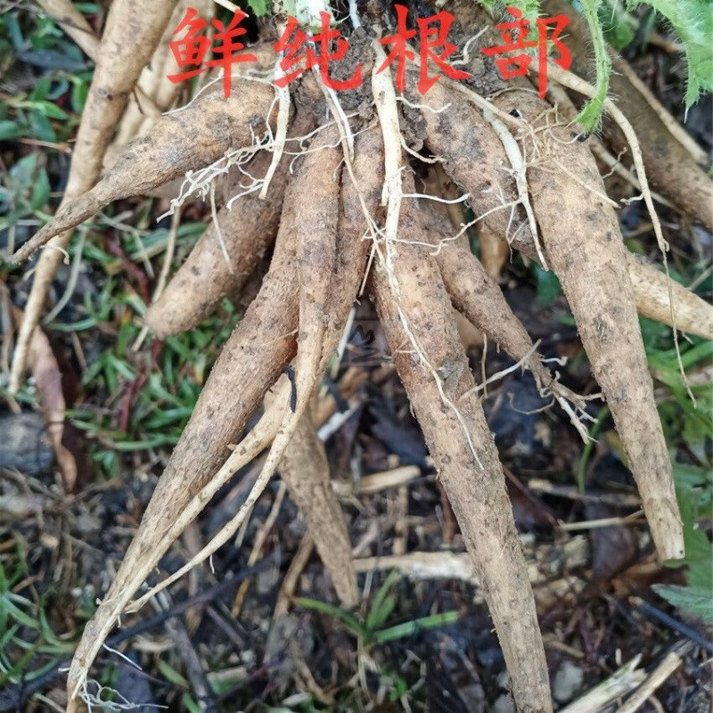 刺萝卜 大刺盖  刺儿菜 紫花鸡母刺头 干大蓟纯根部500克 鲜大蓟纯