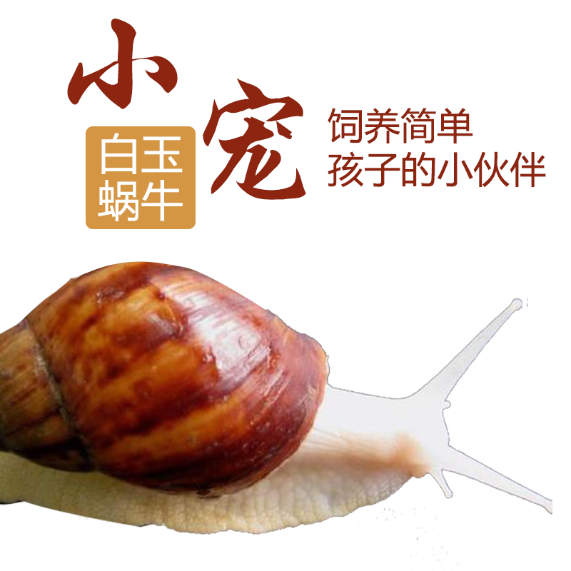 蜗牛活体宠物白玉蜗牛巨型大蜗牛活体彩色小蜗牛学生科学实验 白玉