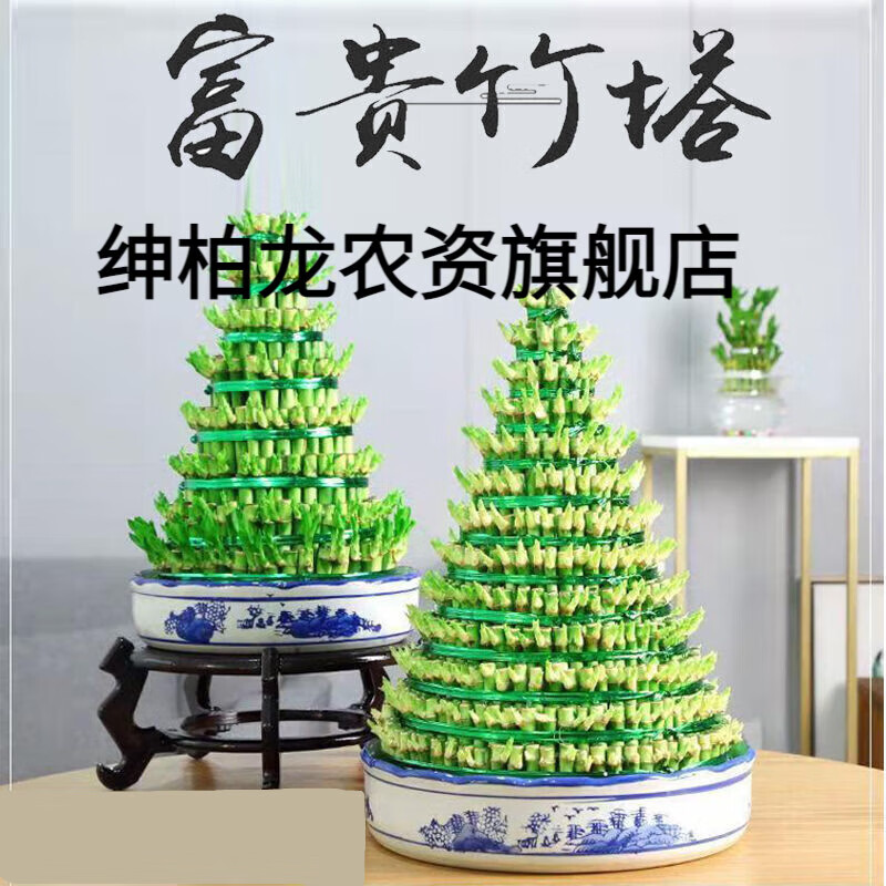 水养办公室转运竹客厅室内盆栽净化空气绿植th4 三层富贵竹 不含瓷盘