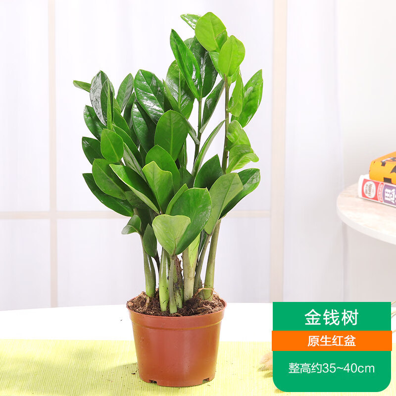 璟梵植物室内钱串子客厅办公室花卉四季好养长青绿植 金钱树 原生盆