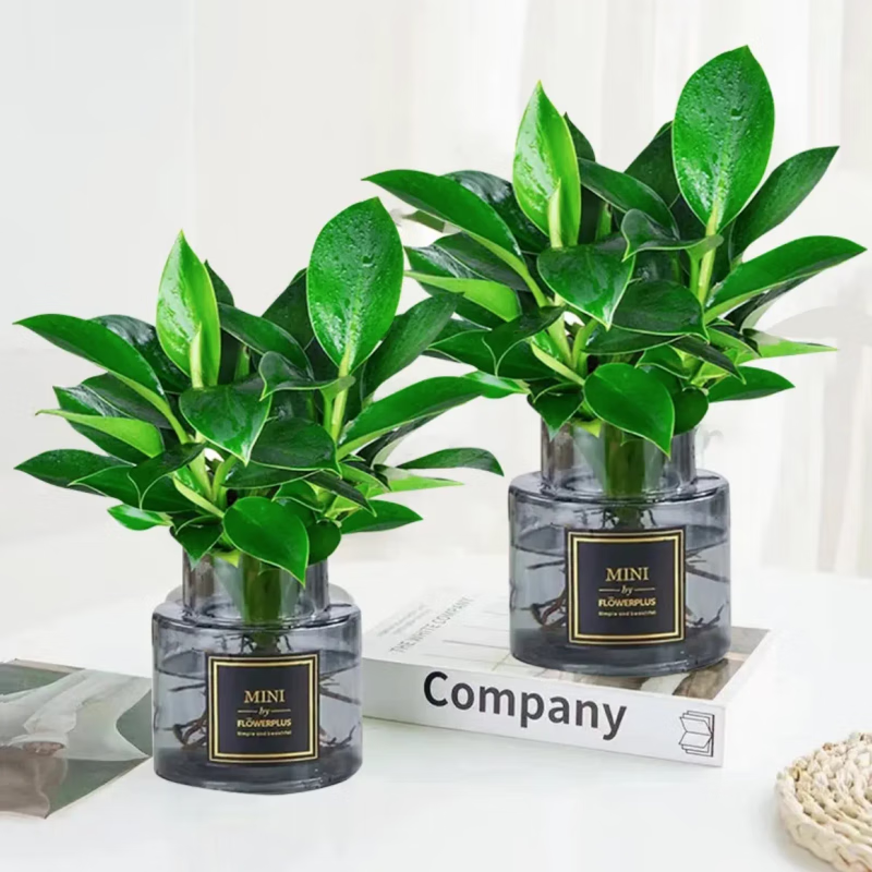 查绿植盆栽历史低价|绿植盆栽价格走势图