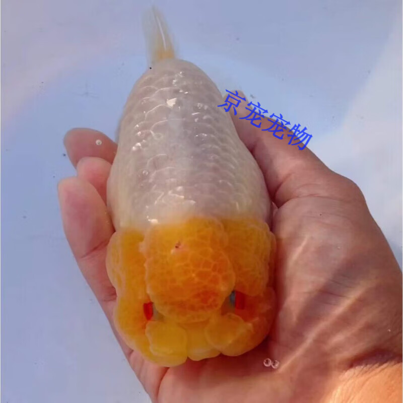 采缇(caiti)潘氏小尾兰寿赛级水墨玉兔金鱼活体观赏鱼冷水宠物 7-8cm