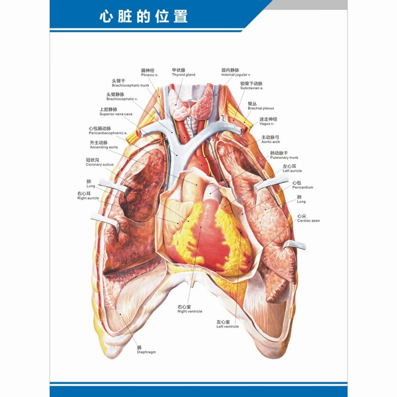 血管内科中英文医院科室海报挂图 心脏的位置(竖版 40寸(70x105厘米)