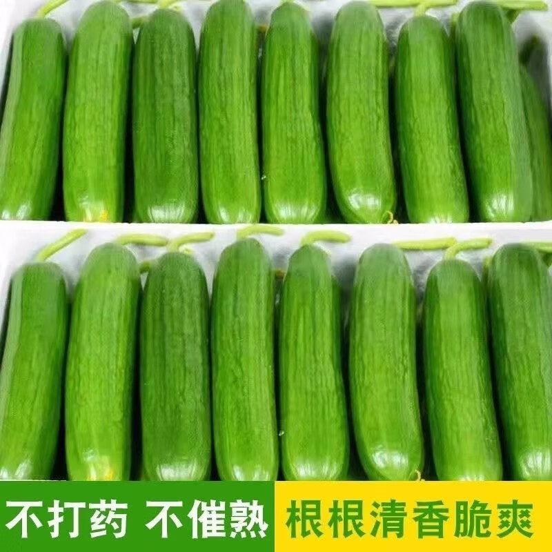 林中山水果黄瓜新鲜生吃黄瓜当季水果黄瓜手指新鲜蔬菜 3斤