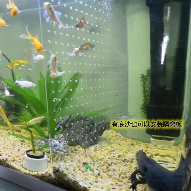 边胜鱼缸隔离板定制透明亚克力斗鱼孔雀鹦鹉苗网格分离隔断挡板水族箱 【高透明】宽19x高20x厚2mm+8个吸盘