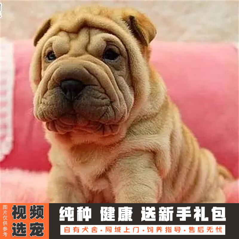 伊宠纯种沙皮犬 幼犬宠物狗狗活体小狗活物幼崽 宠物级 公