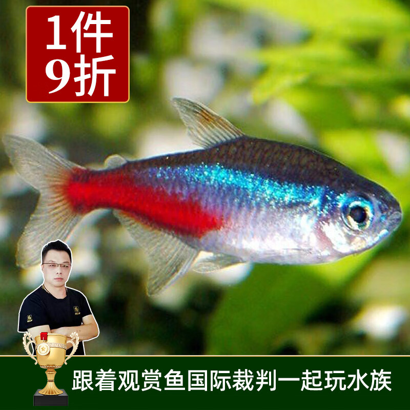 云峰海瑞 热带鱼 观赏鱼灯科鱼 观赏鱼小型淡水鱼草缸群游 热带鱼活体 红绿灯鱼20条怎么样,好用不?