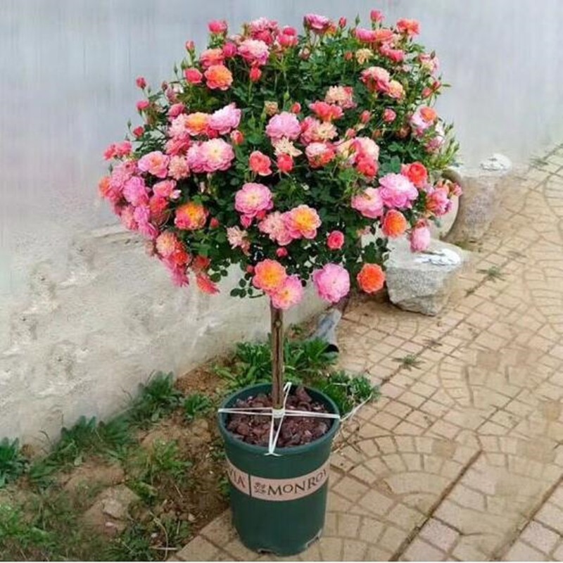 嫁接树桩月季花苗高杆树状月季树特大花棒棒糖月季花老桩四季开花 1