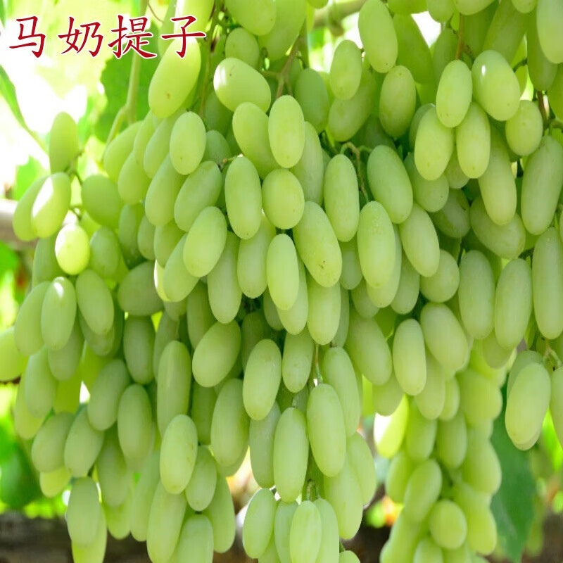 无核马奶提子葡萄苖 大新疆无子白牛奶葡萄树苖 盆栽爬藤四季种植