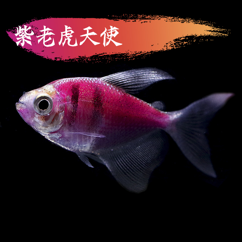 观赏鱼淡水中小型鱼活体孔雀斑马灯科鱼好养易活 紫虎天使2条 1备损