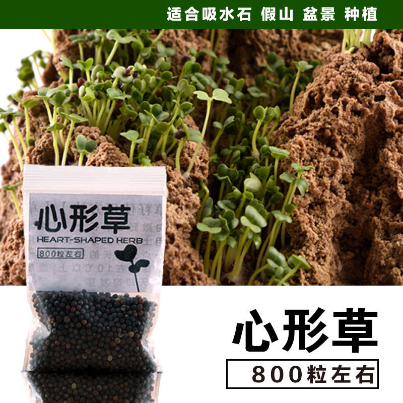 mojy水石草中爱情草中上水石草子爬墙盆景水草心形草草小叶恋石草子