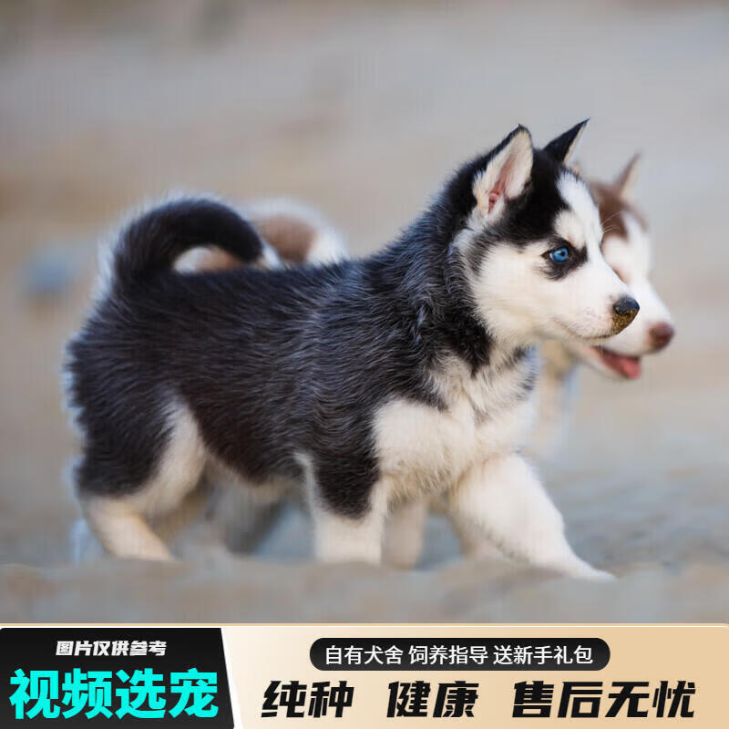 kitykiss哈士奇幼犬纯种宠物狗雪橇犬哈士奇宠物活体狗狗 宠物级 定金