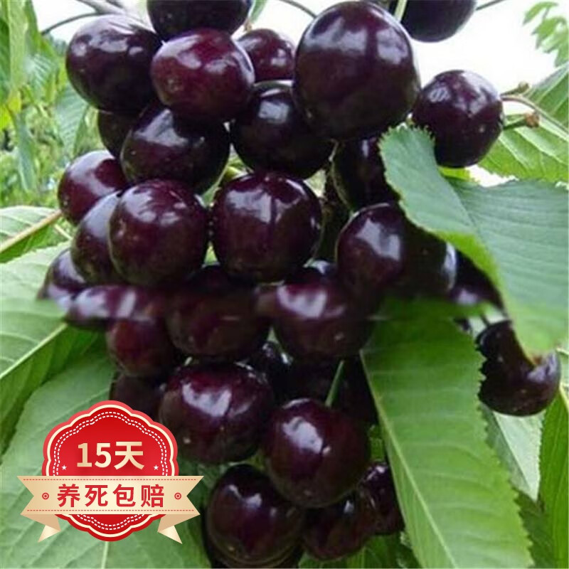树苗大樱桃树苗南北方种植庭院阳台盆栽果树苗 黑珍珠带分枝6年苗
