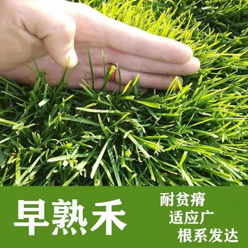 冷地早熟禾种子草地早熟禾种子冷季型四季青量大从优 早熟禾净籽1斤