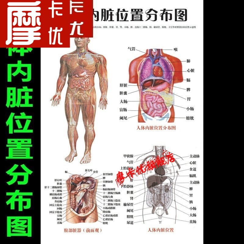 摩卡医院人体内脏位置分布图人体结构器官功能解剖图挂图海报日用创意