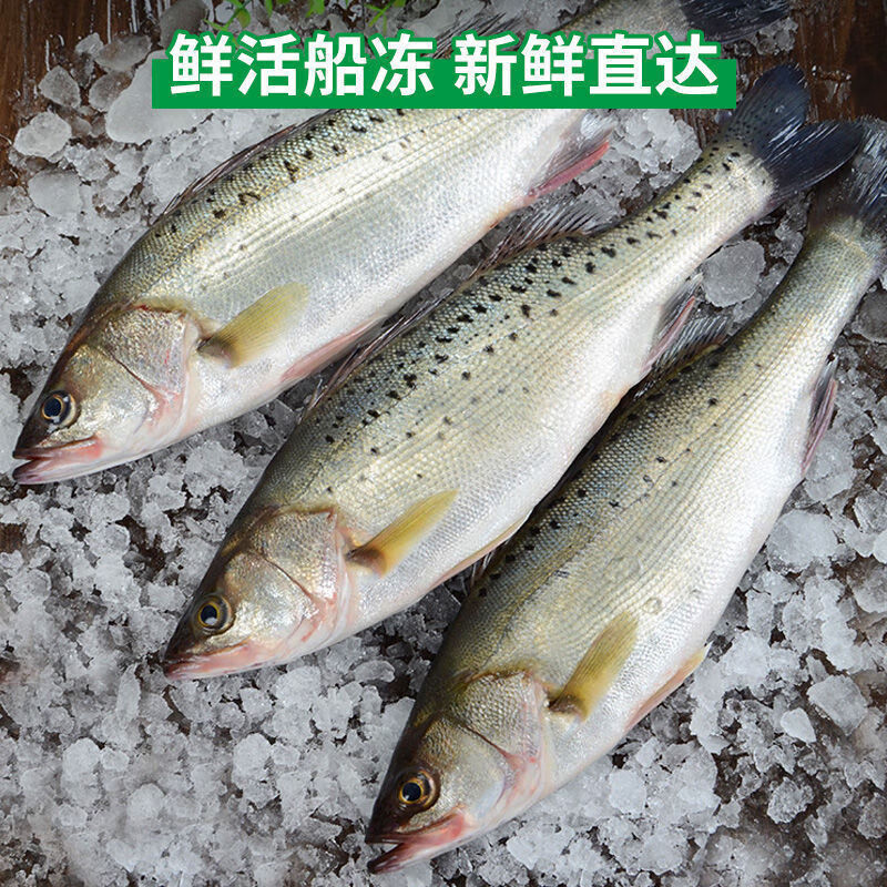 渔水肴海鲈鱼新鲜深海七星鲈鱼海捕花鲈鱼黑鲈鱼 1条(尝鲜) 1条(尝鲜)