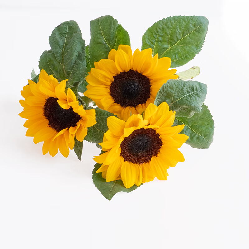 钟爱(love)向日葵鲜花云南基地直发家庭水养鲜切花系列插瓶装饰花束