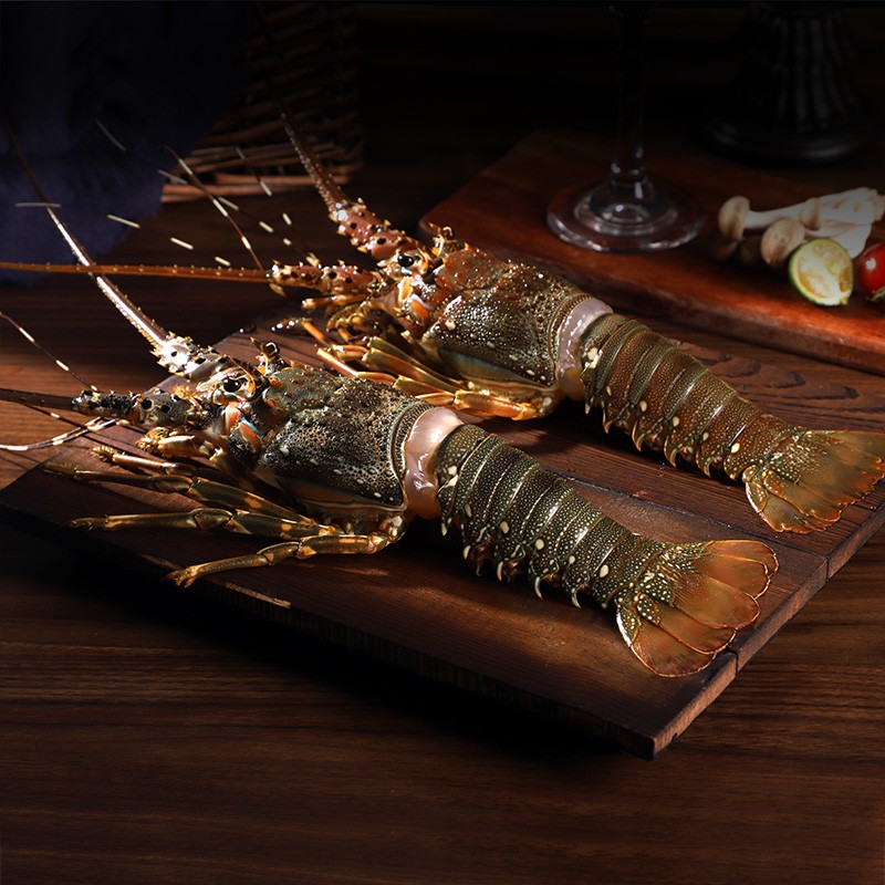 壹家盛  小青龙虾鲜活小青龙大龙虾仔海鲜水产 青龙仔 0.9-1.