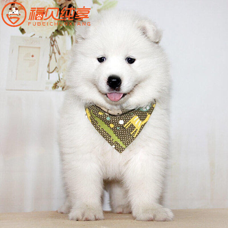 【30天保障】萨摩耶幼犬幼崽活体纯种微笑天使萨摩耶幼犬活体雪橇犬 宠物级 公
