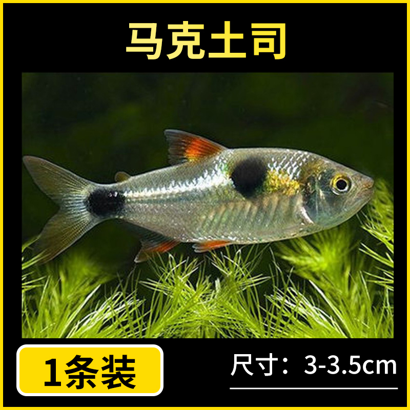 马克吐司 活体鱼食肉鹿齿鱼 马克土司鱼小型猛鱼观赏热带鱼水财神