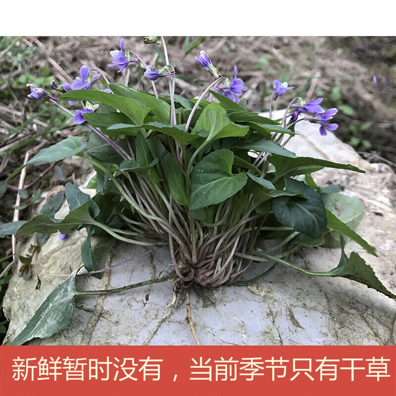 犁头草500g新鲜紫花地丁现采草药材犁嘴草玉如意草铧头草