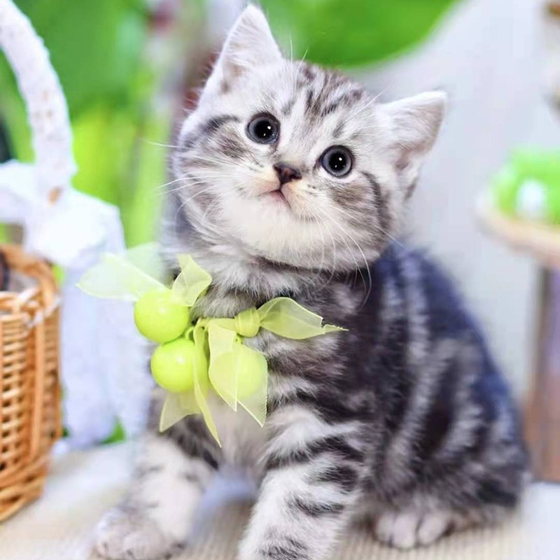 double yellow美短猫虎斑纯种美国短毛猫咪活体宠物幼崽幼猫家矮脚加