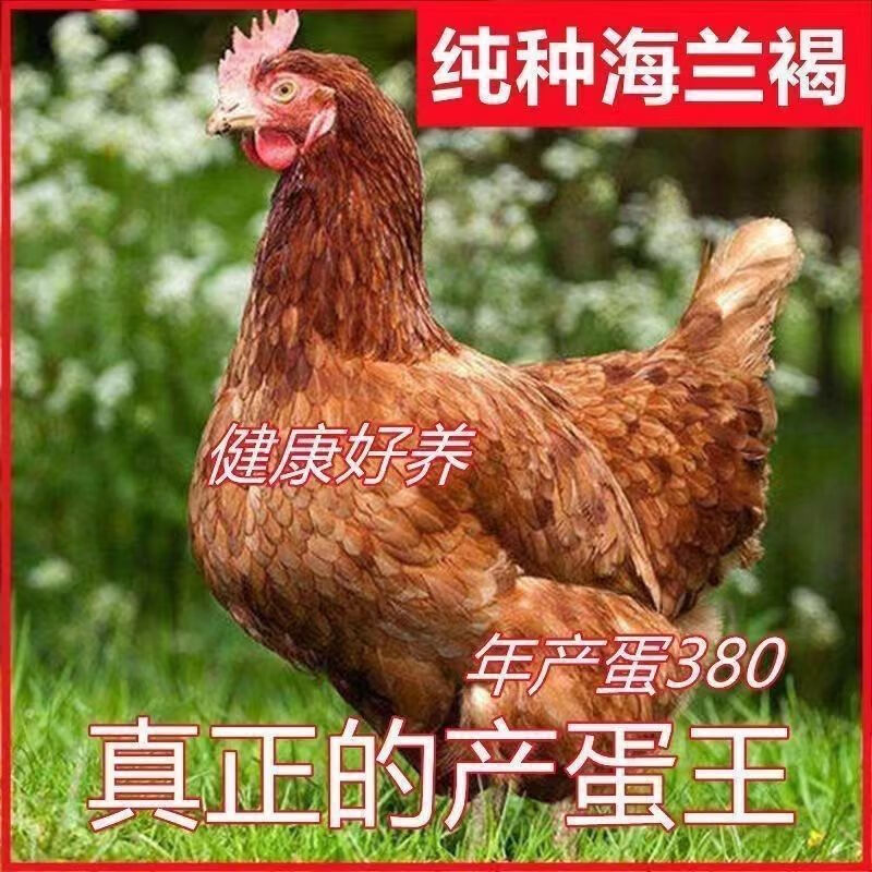活体产蛋散土鸡菠萝农村下蛋红色多公鸡母鸡 一斤半海兰褐3只(1公2母)
