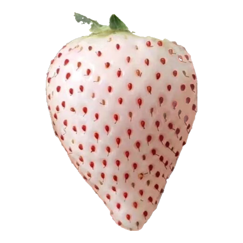 ���Ͱײ�ݮ���� ����������̨��ֲ 1��Լ100�� 1.01Ԫ