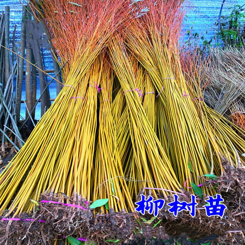 花无涯(huawuya)速生垂柳树苗竹柳苗绿化道路河边黄金柳树苗养金蝉