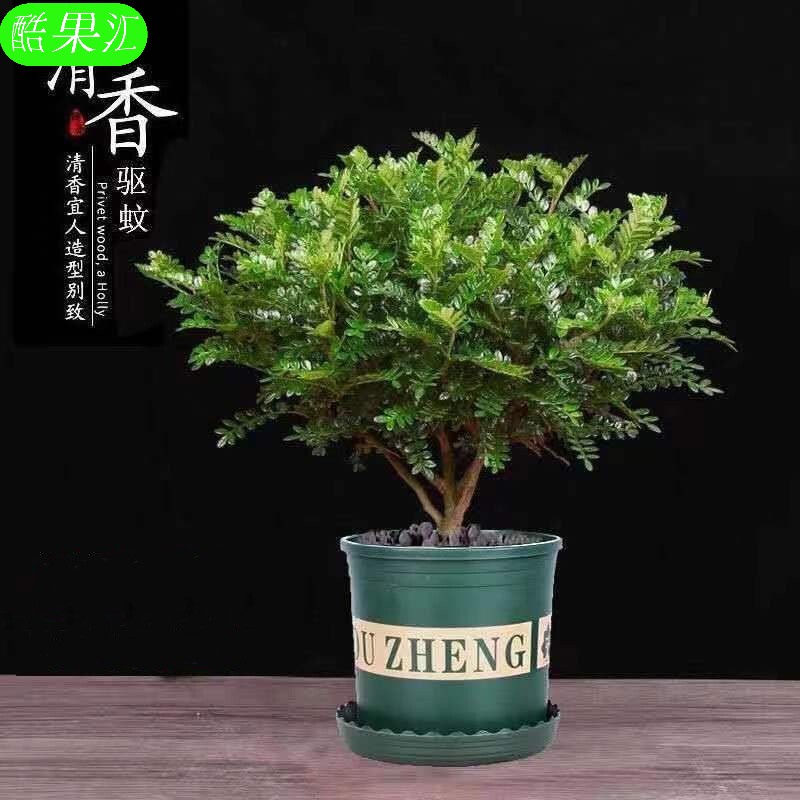 酷果汇  【驱蚊】【3年老桩】清香型胡椒木盆栽驱蚊草老桩盆景室内外绿植 清香木+加仑盆 三年清香木