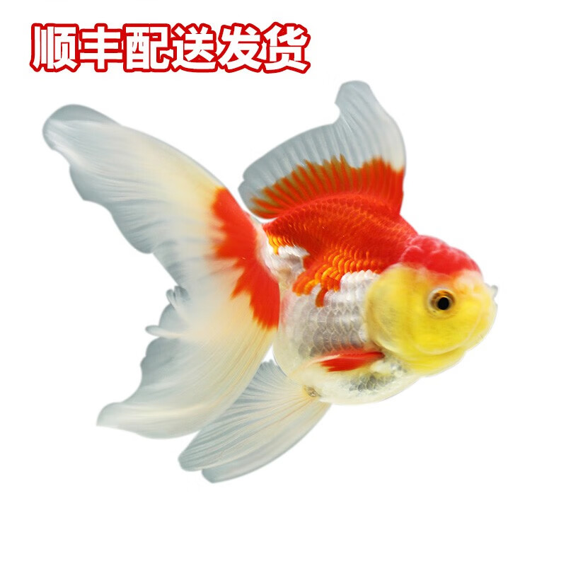 查水族活体最低价格用什么软件|水族活体价格历史