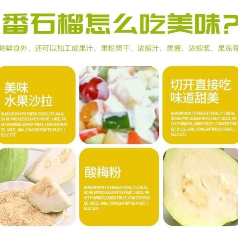蓝易脆广西白心芭乐果园现摘现发珍珠白心番石榴新鲜芭乐果 广西白心珍珠芭乐 5斤中果店长推荐