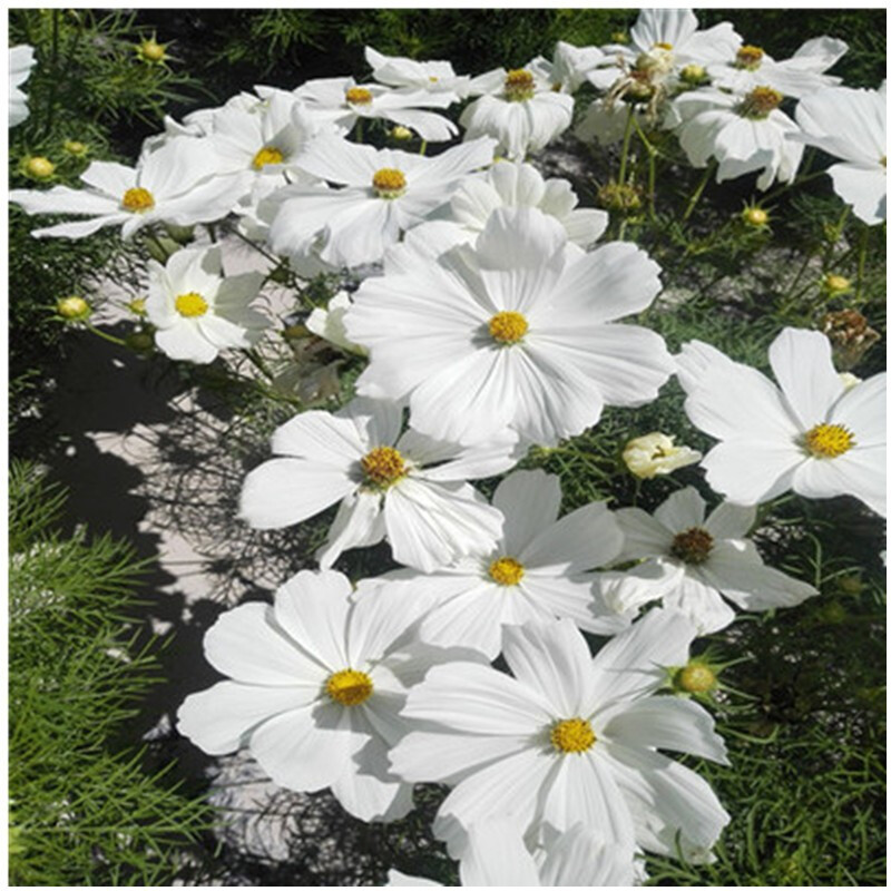 花如嫣波斯菊花种子格桑花种籽子四季开花易活花籽庭院室外花卉野花