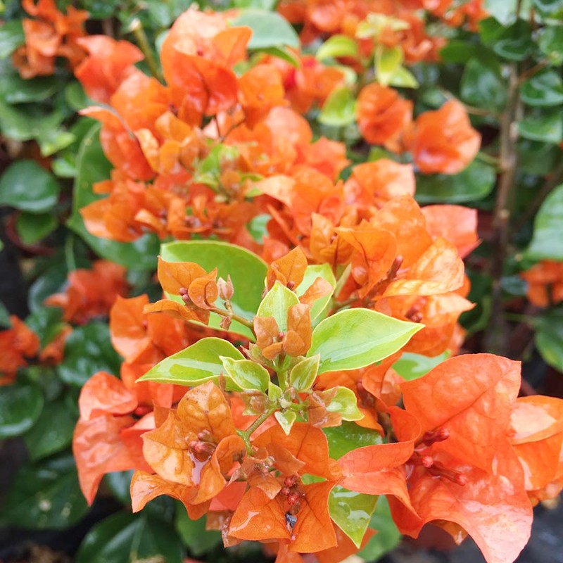 重瓣三角梅盆栽树苗老桩 花卉绿植盆景庭院爬藤植物 绿叶橙【当年开花
