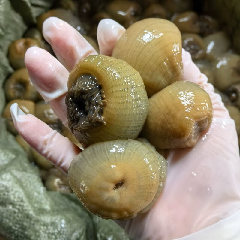 海葵水产品加工