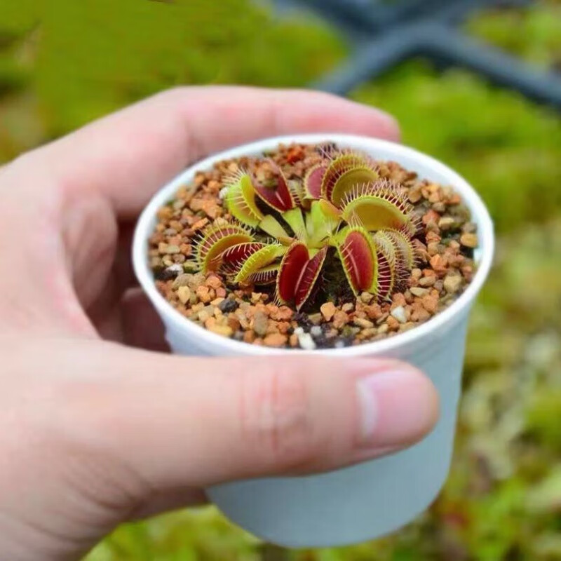 食人花吃虫驱蚊盆栽捕蝇草猪笼草卧室室内阳台绿植好养水培植物