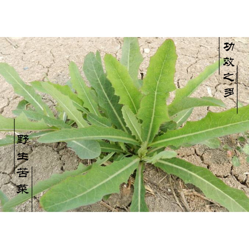 灌南苦菜 苦菜茶野生紫花苦菜灌南干树荣苦菜茶苦菜苦芯新鲜