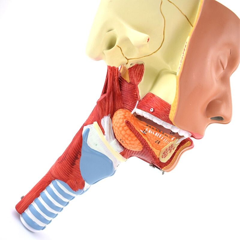 颐诺（ENOVO MEDICAL MODEL）医学鼻咽喉气管咽肌解剖模型 环咽肌 会吞咽障碍康复教学