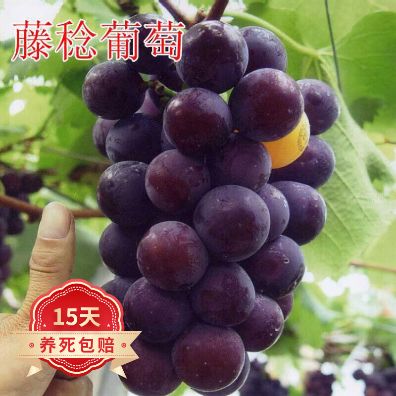 正宗藤稔葡萄苗 乒乓葡萄苗嫁接葡萄庭院阳台盆栽地栽果树苗 2年苗