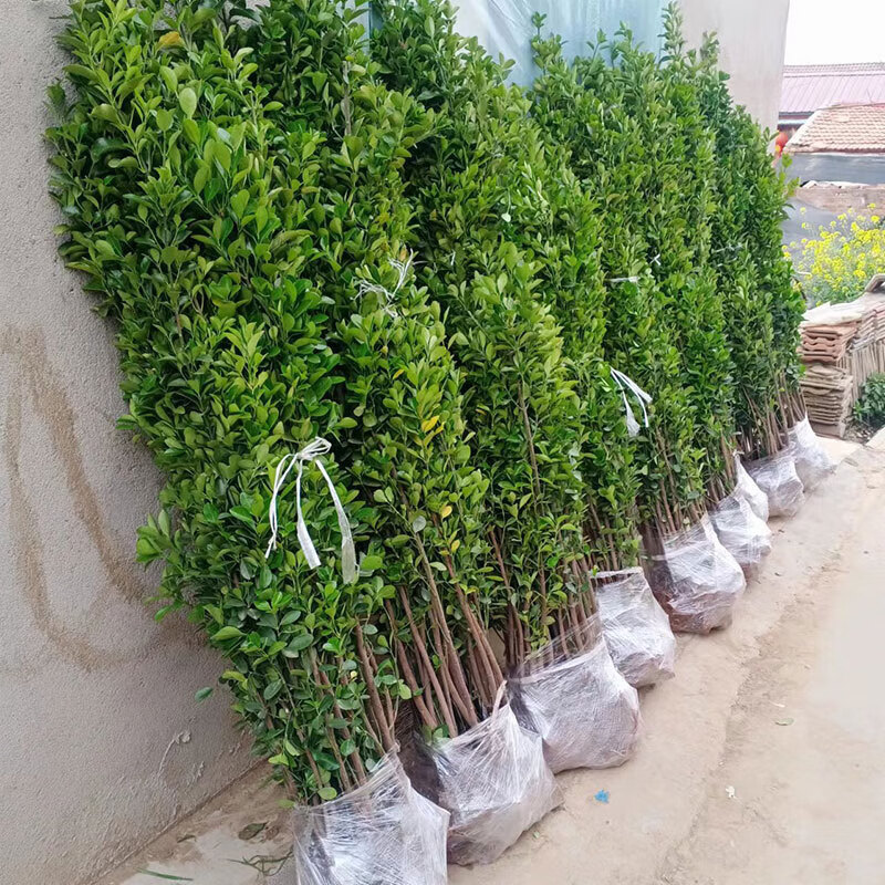 寻居绿化树苗冬青树苗北海道黄杨大叶四季常青耐寒庭院绿篱树苗冬青树