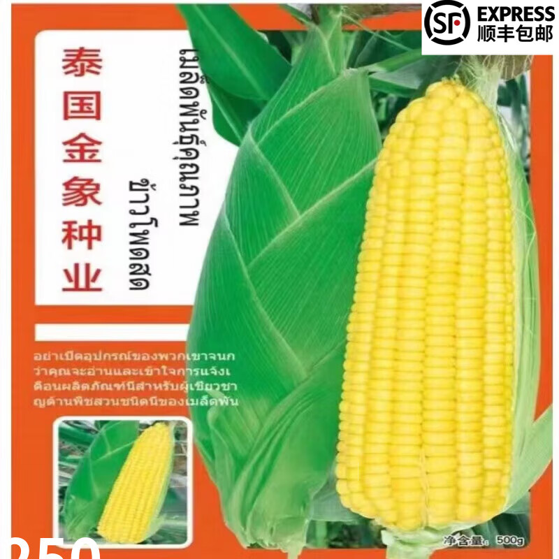 姒桀太阳花新甜6号甜玉米种子水果玉米泰系纯黄杆矮棒大种籽
