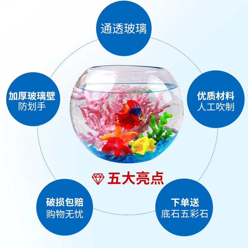 鱼麒麟玻璃圆鱼缸30cm怎么样?直击体验感受