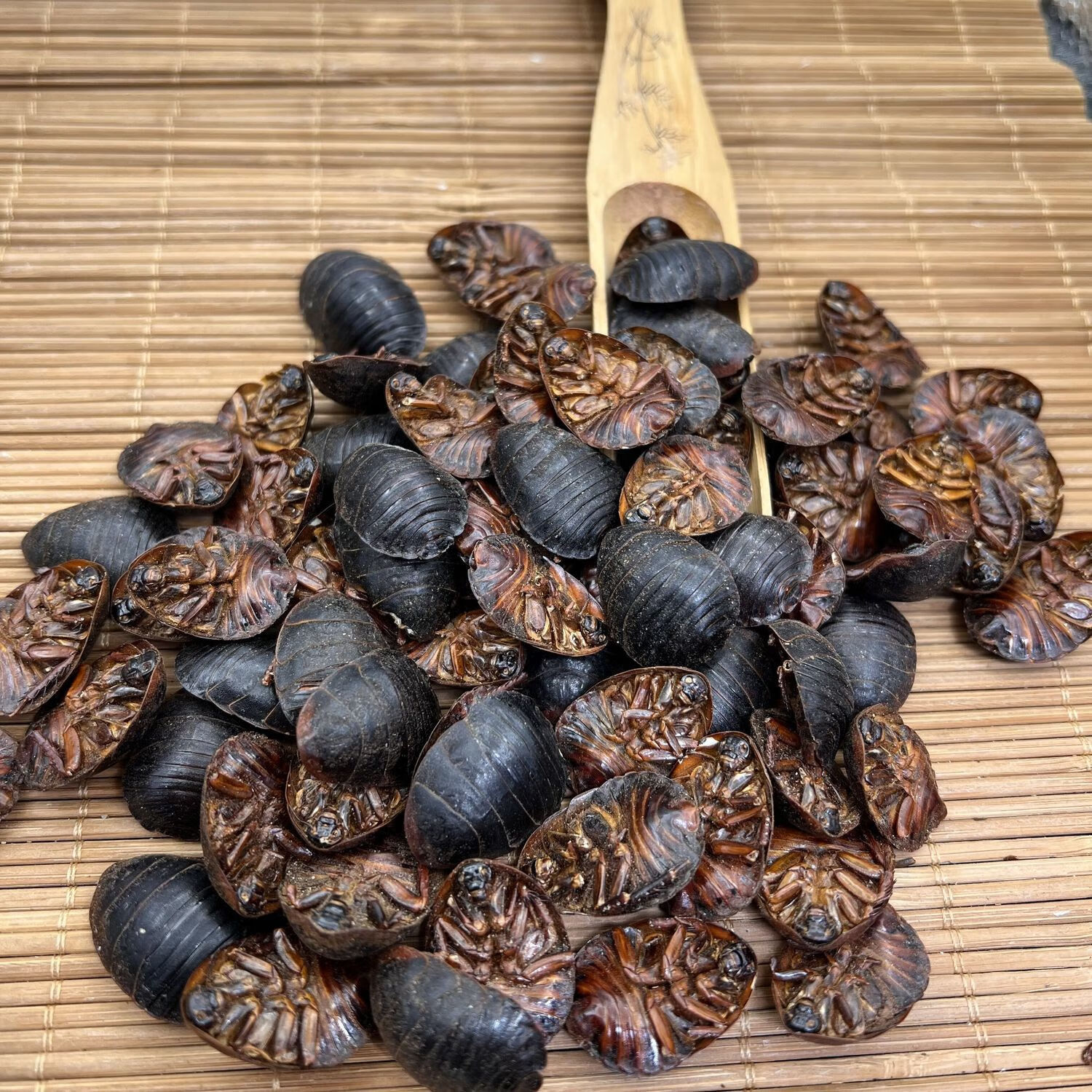 土元种苗：现代农业的绿色引擎