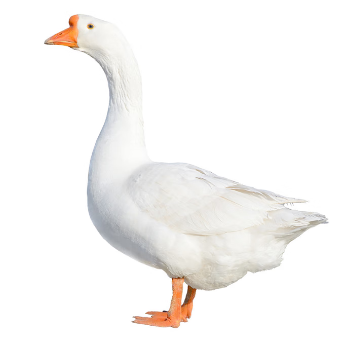 一斤网红大白鹅活体产蛋鹅仔白狮头产蛋王四季鹅三