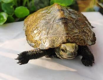 仟芸日石龟苗活体乌龟活物观赏龟宠物 日石2-3cm  纯种日本石5~6cm(亚