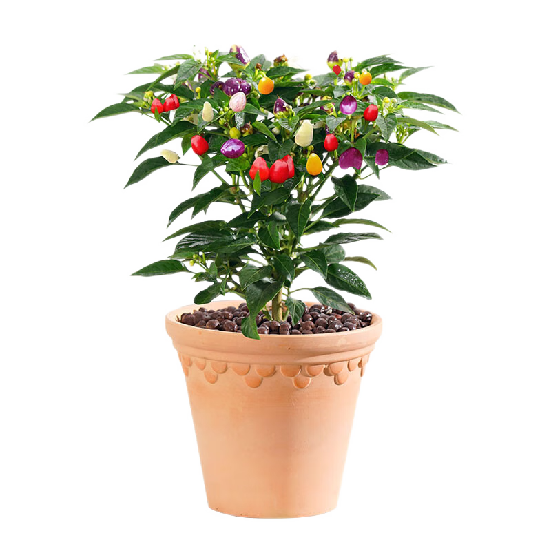 禾客七彩椒辣椒盆栽树苗带果可食用新鲜多色五彩椒朝天椒阳台花卉绿植