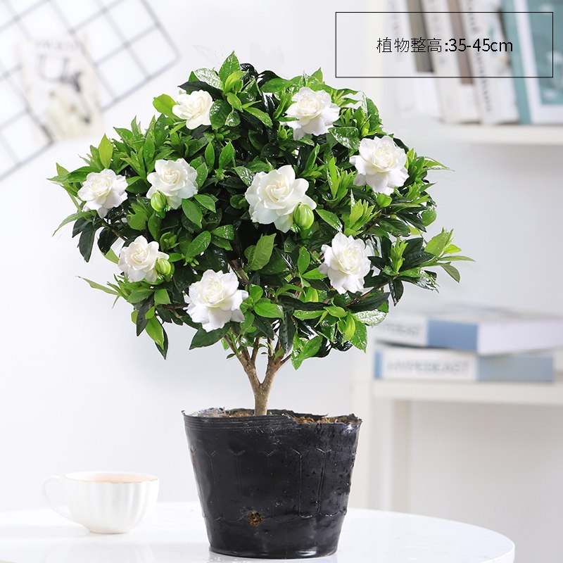 栀子花盆栽栀子花盆栽大颗老桩花卉植物室内花阳台四季开花鲜花树苗 5