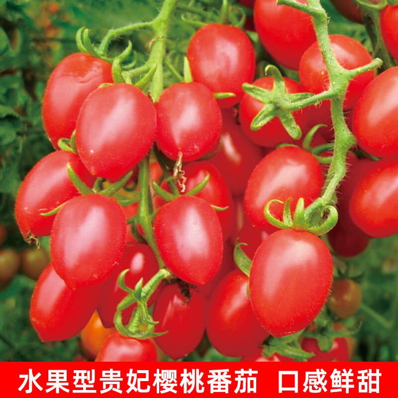 红贵妃水果番茄籽种子 圣女果种子樱桃小番茄 阳台盆栽西红柿种子 华