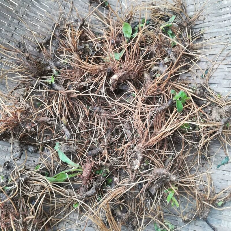 东居堂新货地胆头干货新鲜晒干矮脚地胆头草根煲汤料凉茶 精选野生地胆头带泥 250g