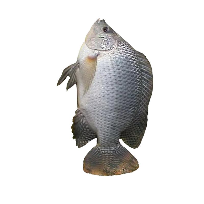 【順豐】羅非魚魚苗非洲鯽魚福壽魚活體新吉富奧羅尼羅非魚苗活魚 5-9cm羅非魚500條